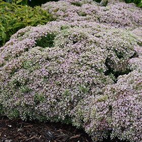 Rock 'N Round Pure Joy Stonecrop #1.5 gallon pot - Proven Winners