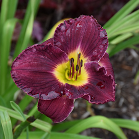 Rainbow Rhythm Nosferatu Daylily #2 gallon pot - Proven Winners