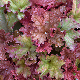 Peachberry Ice Coral Bells #1 gallon pot - Proven Winners
