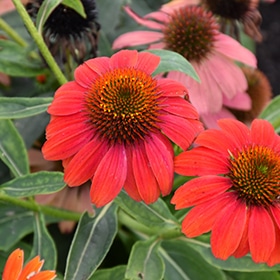 Lakota Fire Coneflower #1.5 gallon pot - Proven Winners