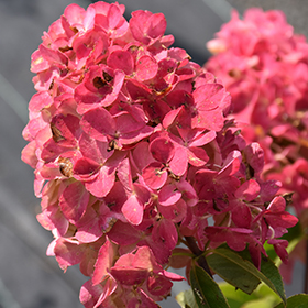 Fire Light Hydrangea #1.5 gallon pot - Proven Winners