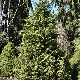 Mariesii Hinoki Falsecypress #1 gallon pot