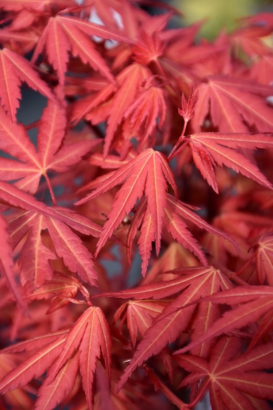 Get First Flame Maple In Mi At English Gardens Nurseries Serving Clinton Township Dearborn Heights Eastpointe Royal Oak West Bloomfield And The Plymouth Ann Arbor Michigan Areas Get First Flame Maple In Mi At English, Pacific Rim Furniture New Plymouth
