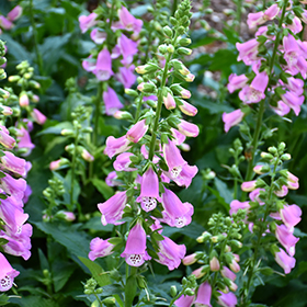 Pink Panther Foxglove #2 gallon pot