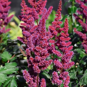 Visions in Red Chinese Astilbe #1.5 gallon pot