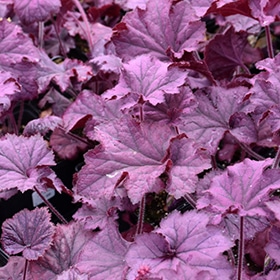 Grande Amethyst Coral Bells #1 gallon pot