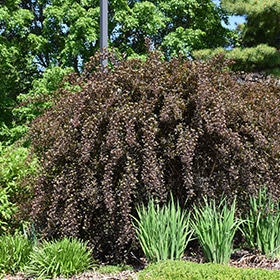 Image of Summer wine bush in a pot