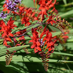 Lucifer Crocosmia #1 gallon pot