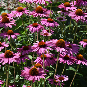 PowWow Wild Berry Coneflower #2 gallon pot
