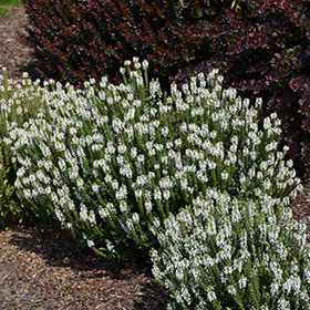 Snow Hill Sage #2 gallon pot