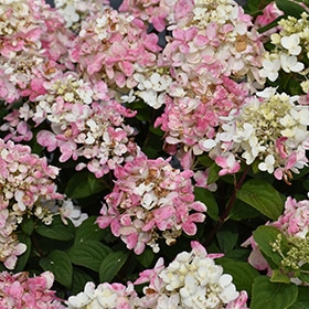 Fire Light Tidbit Hydrangea #1.5 gallon pot - Proven Winners