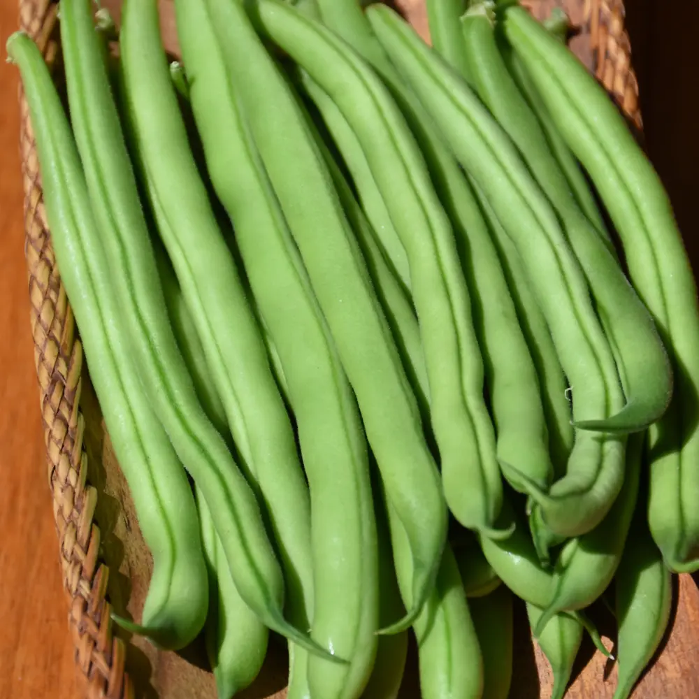 Blue Lake Green Bean