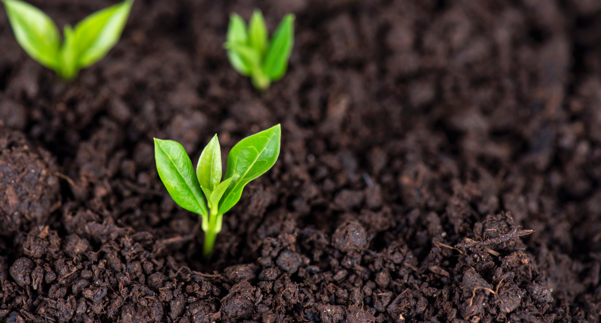 Free Soil Testing