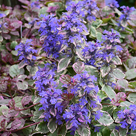 Burgundy Glow Bugleweed super 6-pack tray