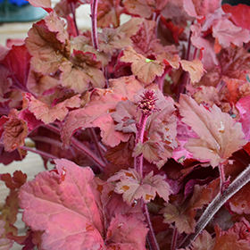 Primo Mahogany Monster Coral Bells #1 gallon pot - Proven Winners