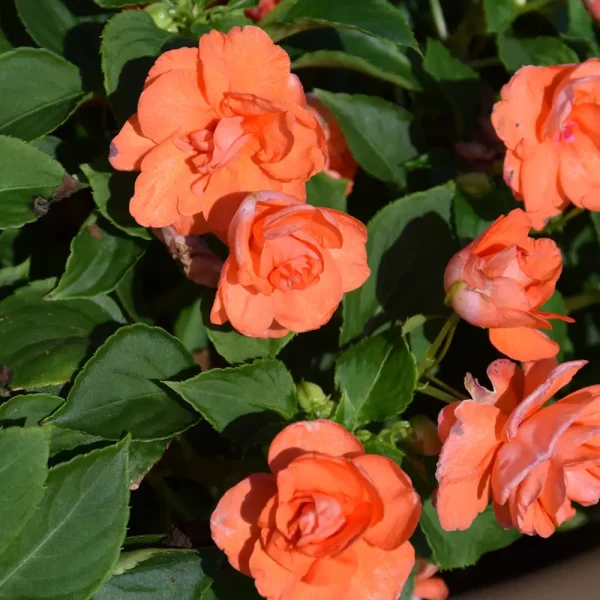 Rockapulco Orange Impatiens PW Grande