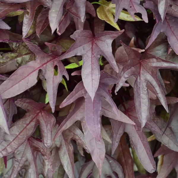 Ipomoea Sweet Caroline Red Hawk