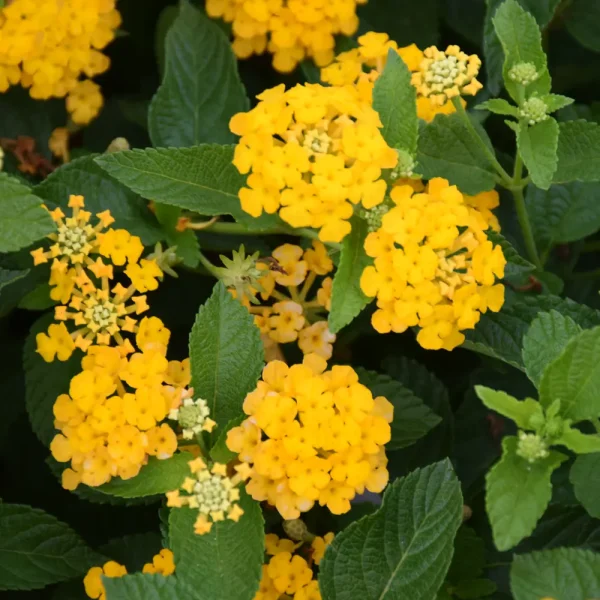 Lantana Luscious Goldengate PW Grande