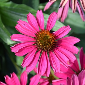 Kismet Raspberry Coneflower #1 gallon pot