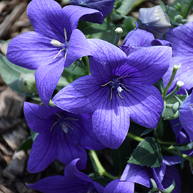 Pop Star Blue Balloon Flower #1 gallon pot