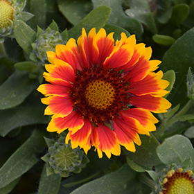 Spintop Red Starburst Blanket Flower #1 gallon pot