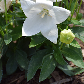 Pop Star White Balloon Flower #1 gallon pot