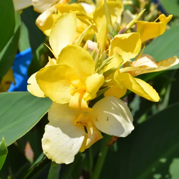 Canna Toucan Yellow #1 Annual