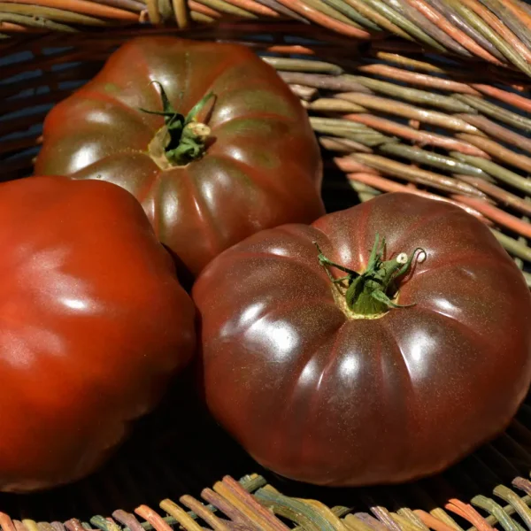Cherokee Purple Tomato