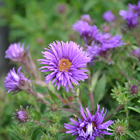 Grape Crush New England Aster #2 gallon pot