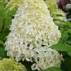 Quick Fire Fab Hydrangea #1.5 gallon pot - Proven Winners