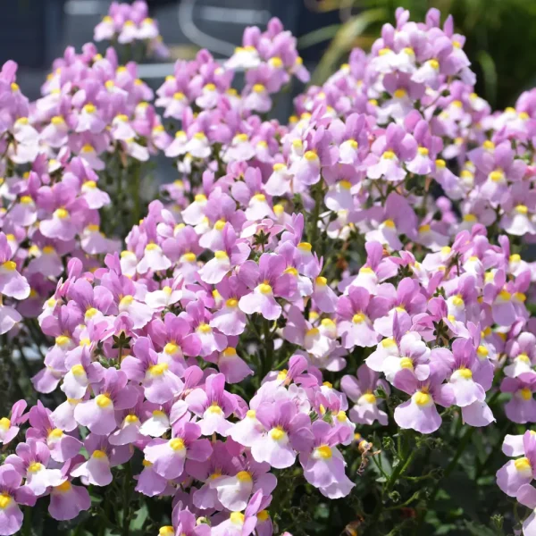 Nemesia Aromance Mulberry PW Grande