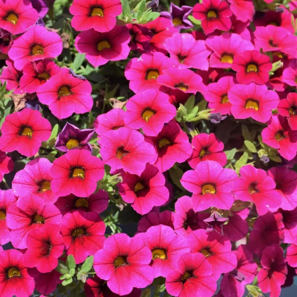 Superbells Cherry Red PW Grande