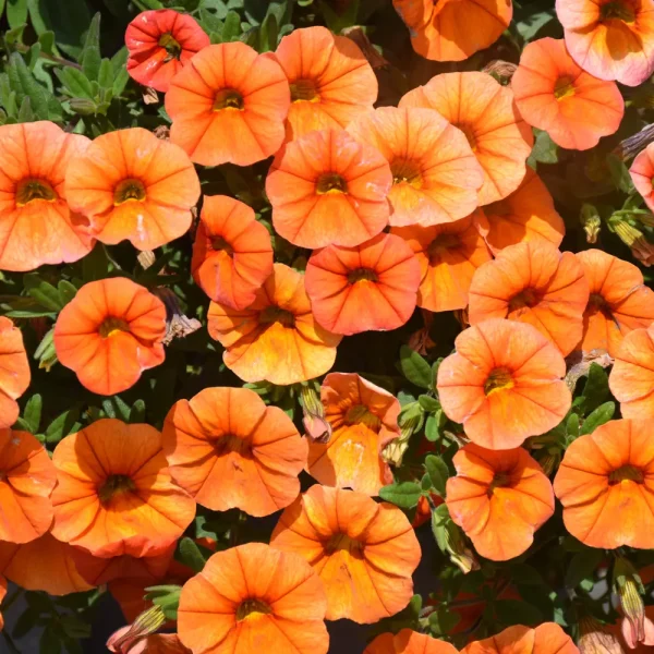 Superbells Dreamsicle PW Grande