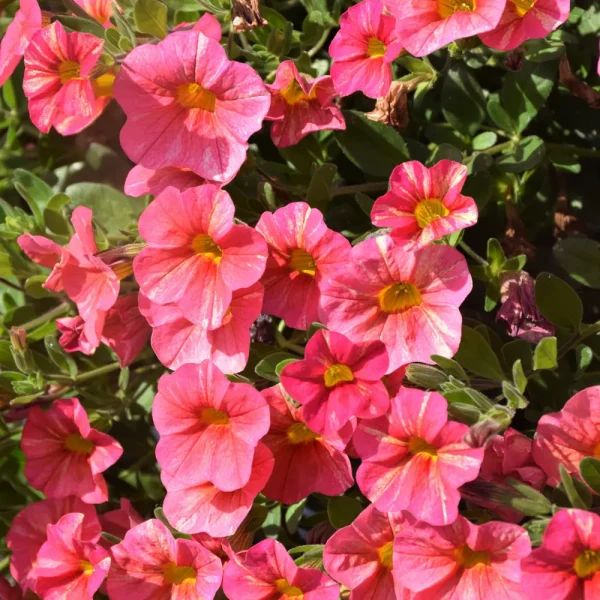 Superbells Tropical Sunrise PW Grande