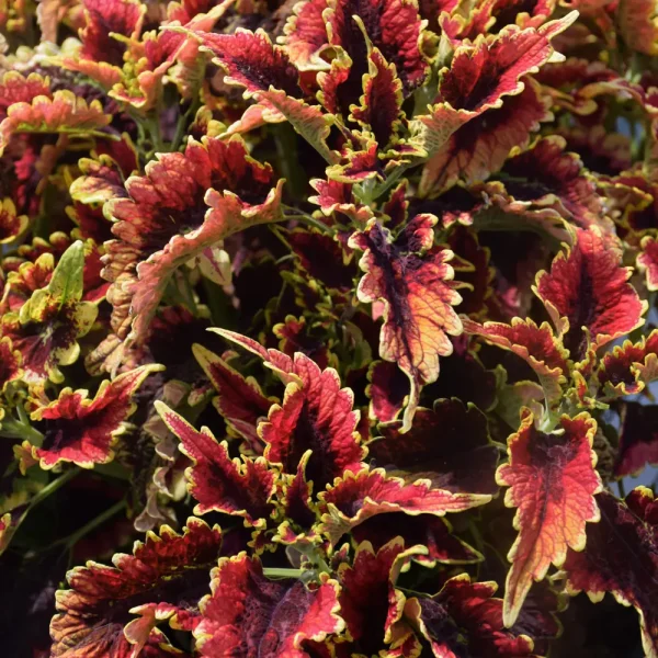 Coleus Colorblaze El Brighto #1 Annual
