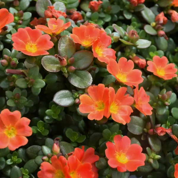 Portulaca Mojave Tangerine PW Grande