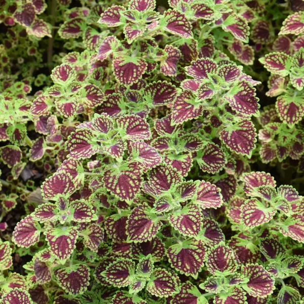Coleus Chocolate Drop PW Grande