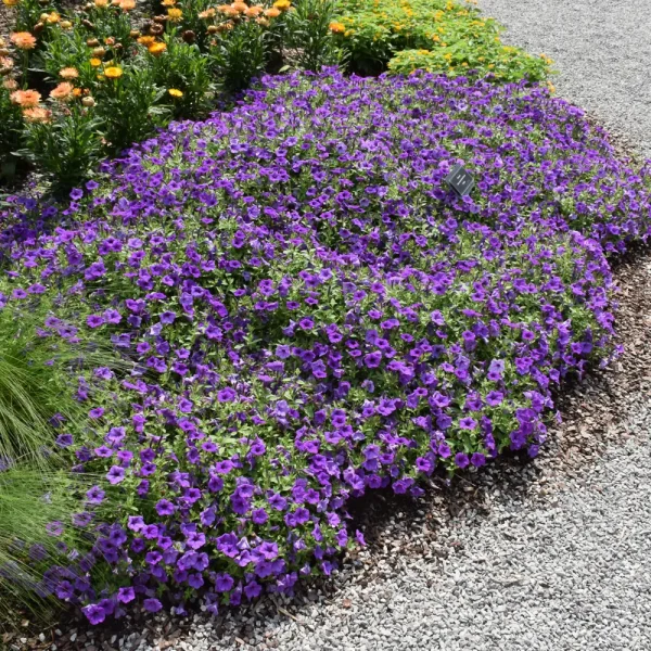 Proven Winners Supertunia Minivista Indigo Hanging Basket