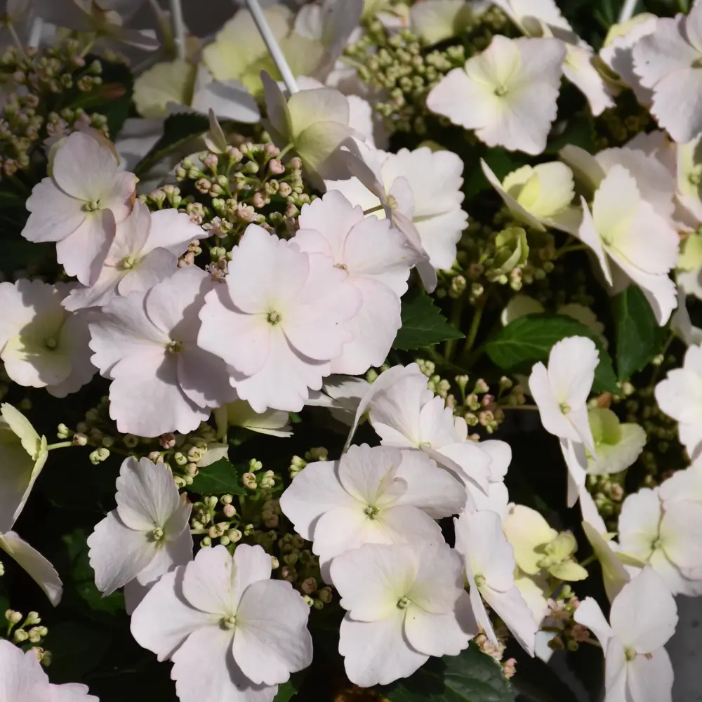 Proven Winners Hydrangea Fairytrail Bride