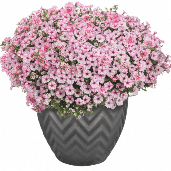 Low Maintenance Annuals English Gardens