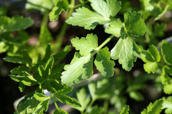 Chef Jeff Italian Flat Leaf Parsley