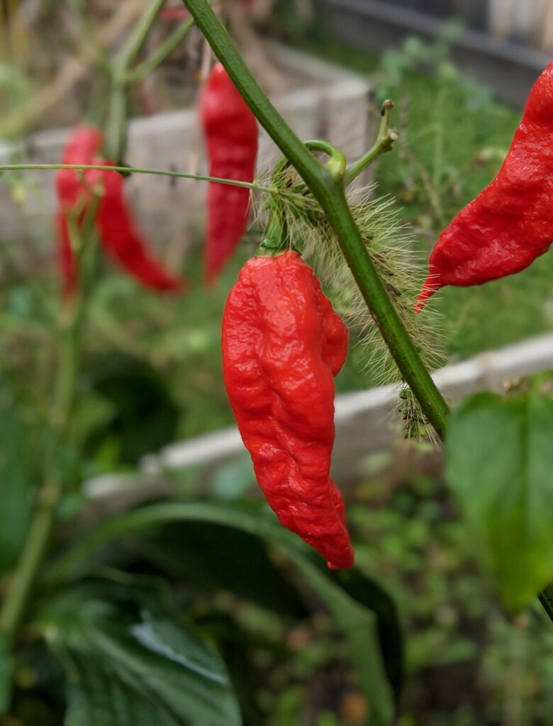 Get Chef Jeff “Ghost Chili” Pepper in MI at English Gardens Nurseries