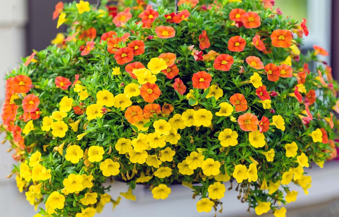 ProvenWinnersHangingBasketsFromEnglishGardens English Gardens