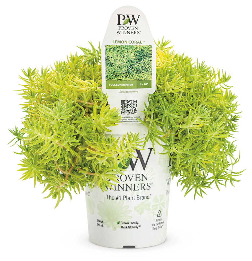 Get Sedum Lemon Coral Proven Winners in MI at English Gardens Nurseries