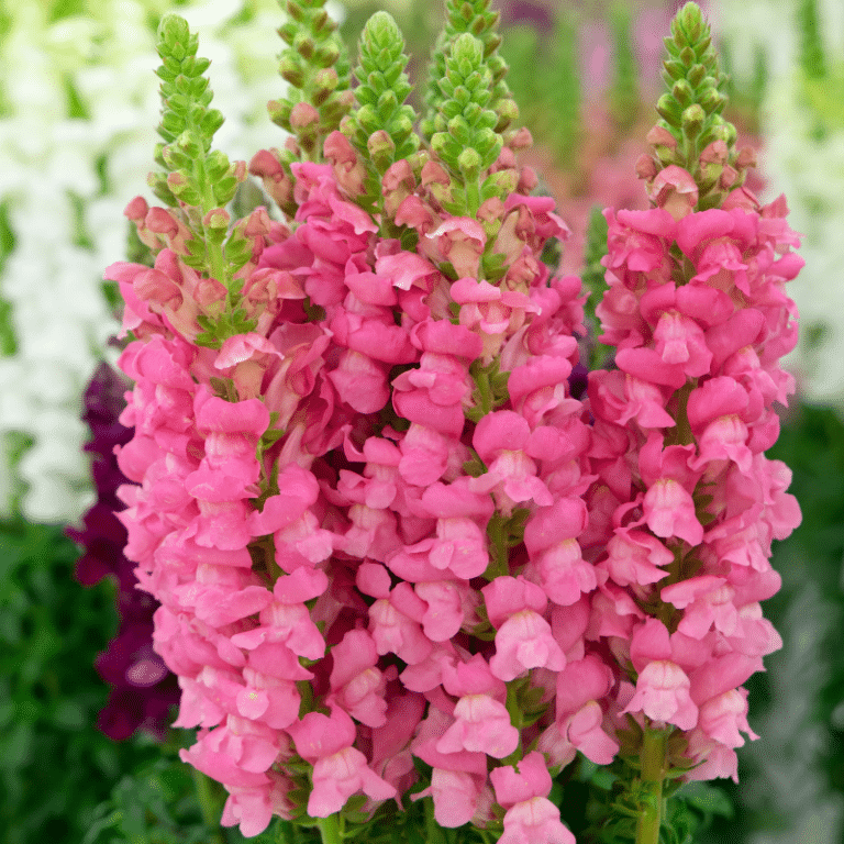 DeerResistant Plants English Gardens