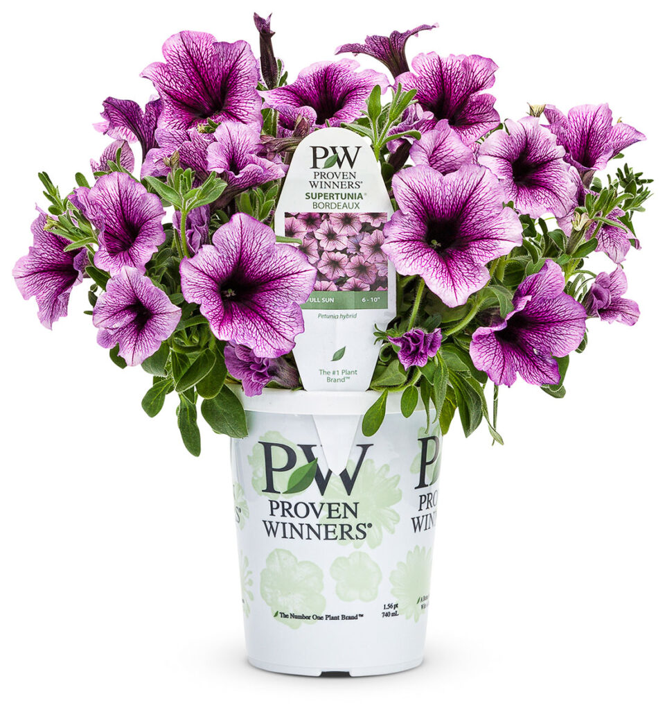 Get Petunia ‘Supertunia’ Bordeaux Proven Winners in MI at English