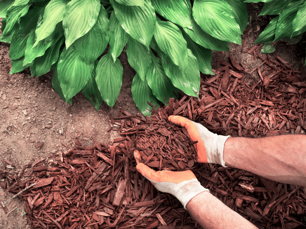 The Benefits of Mulch English Gardens
