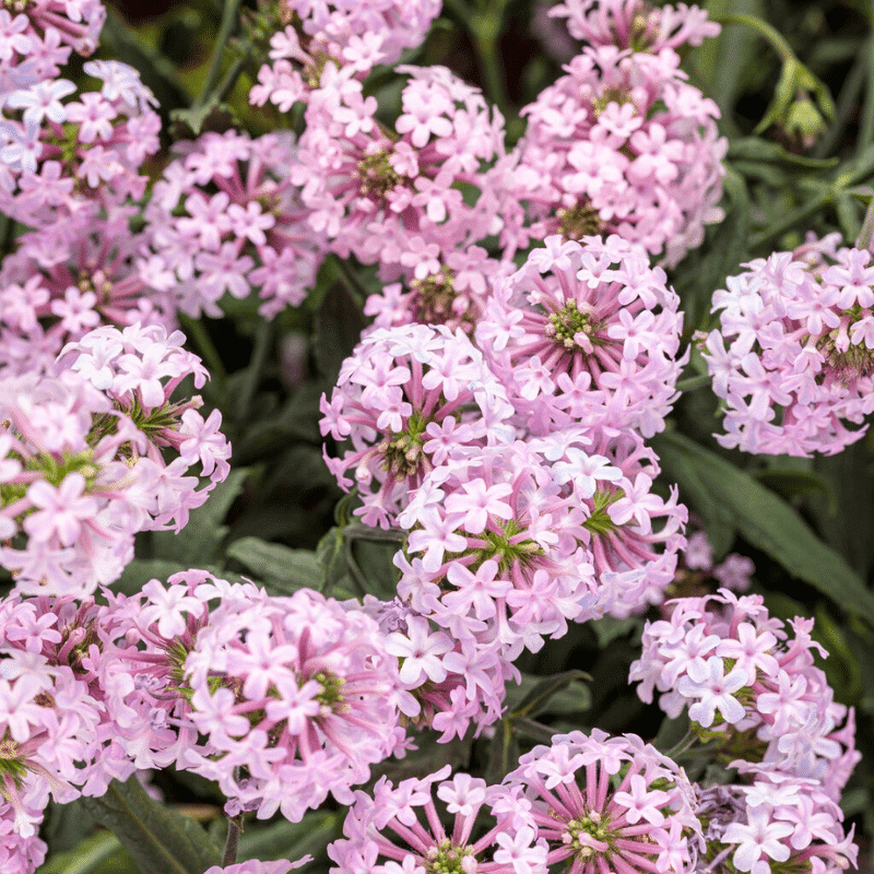 Verbena English Gardens