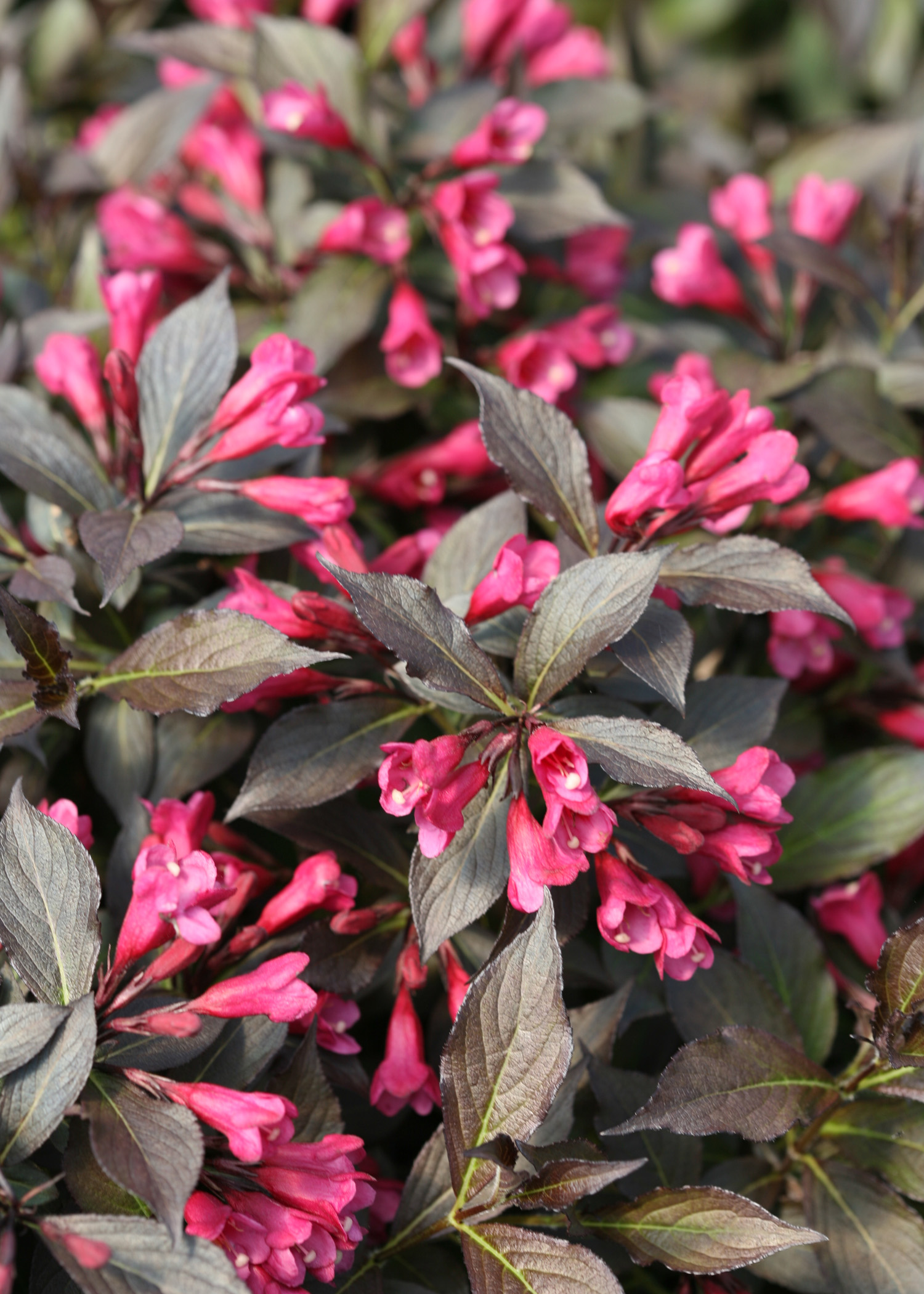 Get Spilled Wine Weigela #1.5 gallon pot – Proven Winners in MI at English  Gardens Nurseries | Serving Clinton Township, Dearborn Heights, Eastpointe,  Royal Oak, West Bloomfield, and the Plymouth - Ann Arbor Michigan Areas