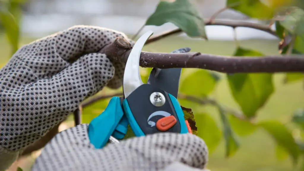 What to Prune and Cut Back in Early Spring